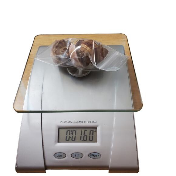 Seashell Salt and Pepper Shakers Vintage Souvenir of Corpus Christi TX - Picture 7 of 7